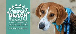 Donate now to animal shelter dog with bandana