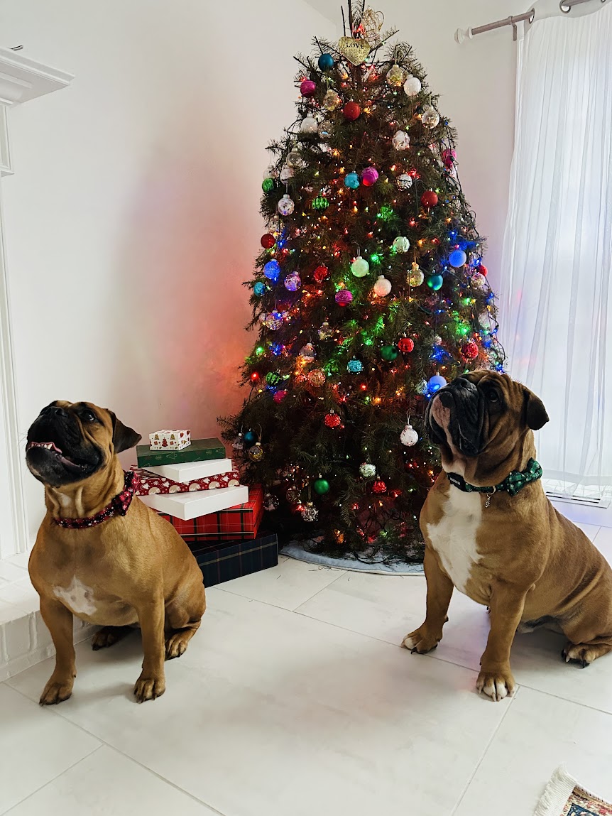 Meet the Woof Woof Security Team – Ava & Ace