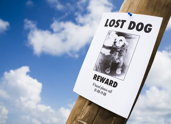 Lost Dog Evans Auto Blog