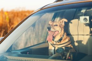 Best Cars for Large Breed Dogs