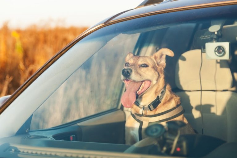 These are the Best Cars for Large Breed Dogs