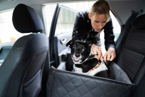 Best Car for Dogs