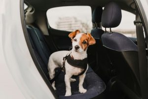 Best Car for Dogs
