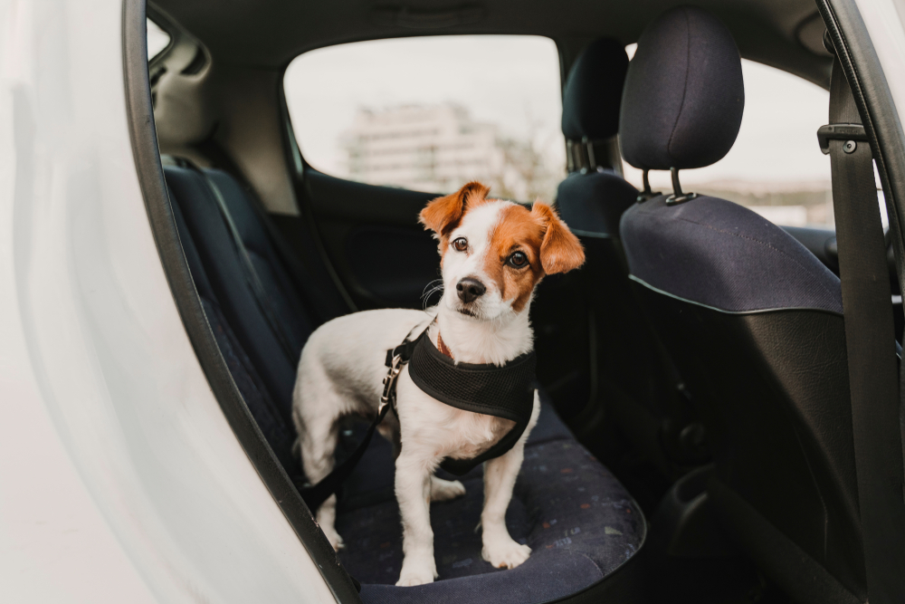 What is the Best Car for Dogs?