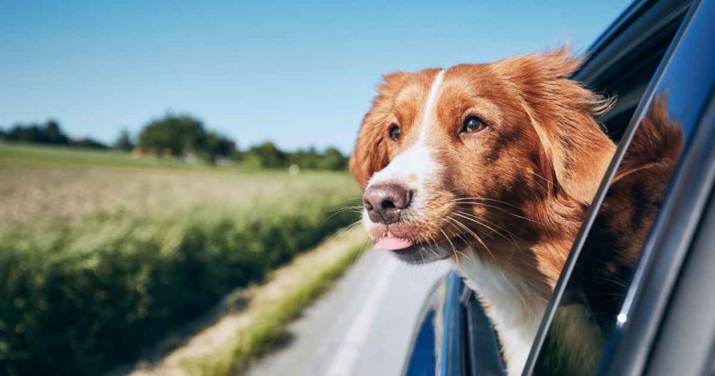 a photo of a cute dog with his head out of the window of his new used car Fresno