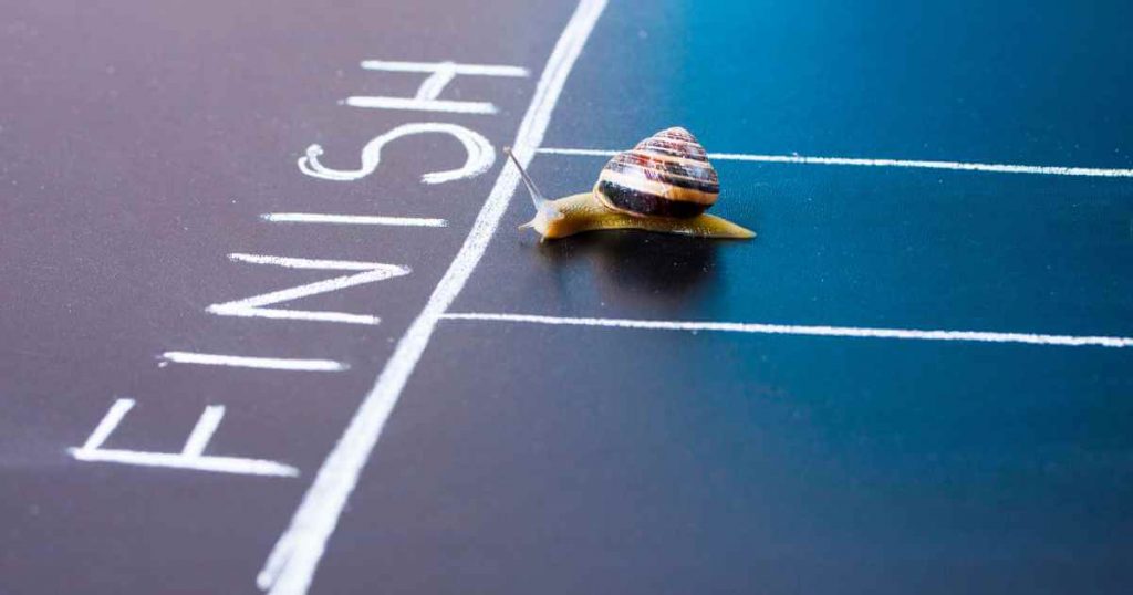 a snail getting close to the finish line