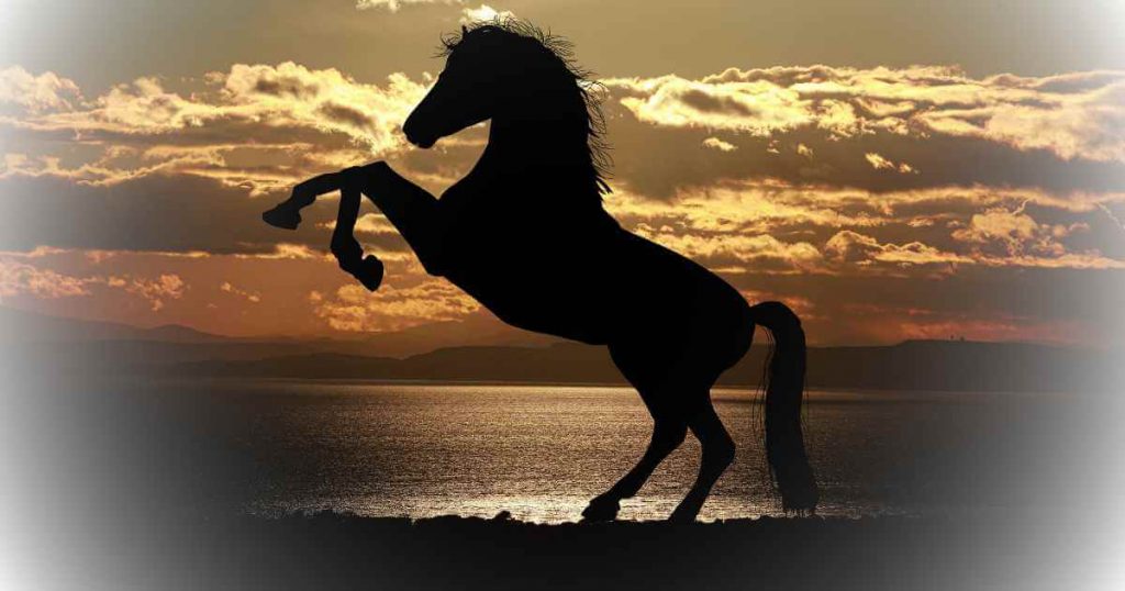 a horse silhouette in a beautiful sunset