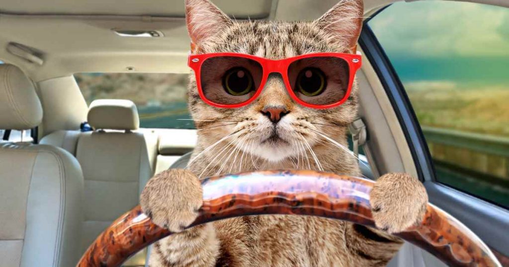 a kitty cat with shades on and its paws over the steering wheel no longer wondering can i buy a car withotu a license