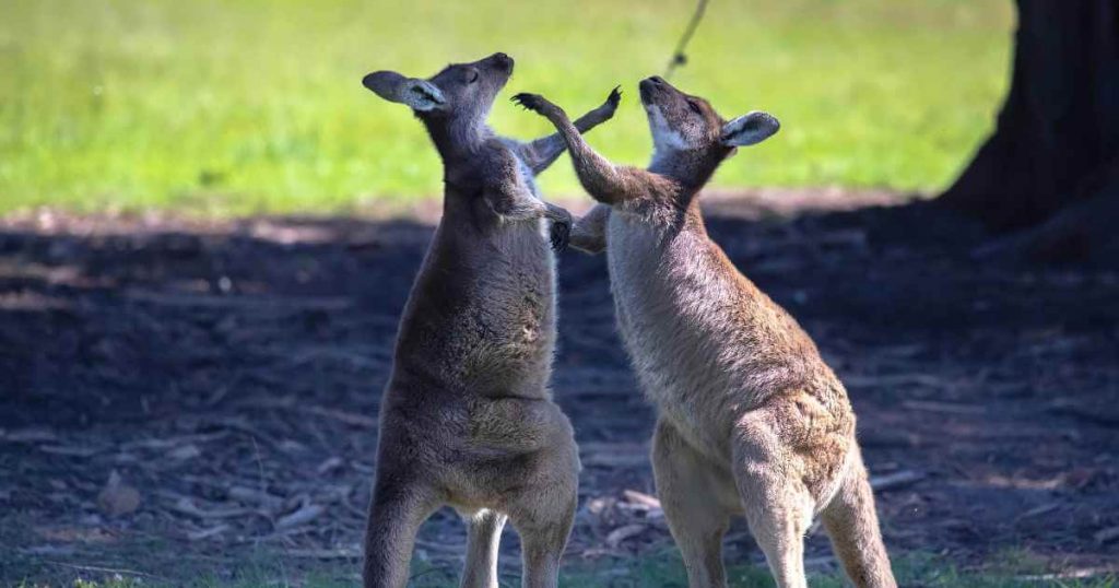 Two dancing kangaroos unable to figure out can i buy a car without a license because it's so complicated