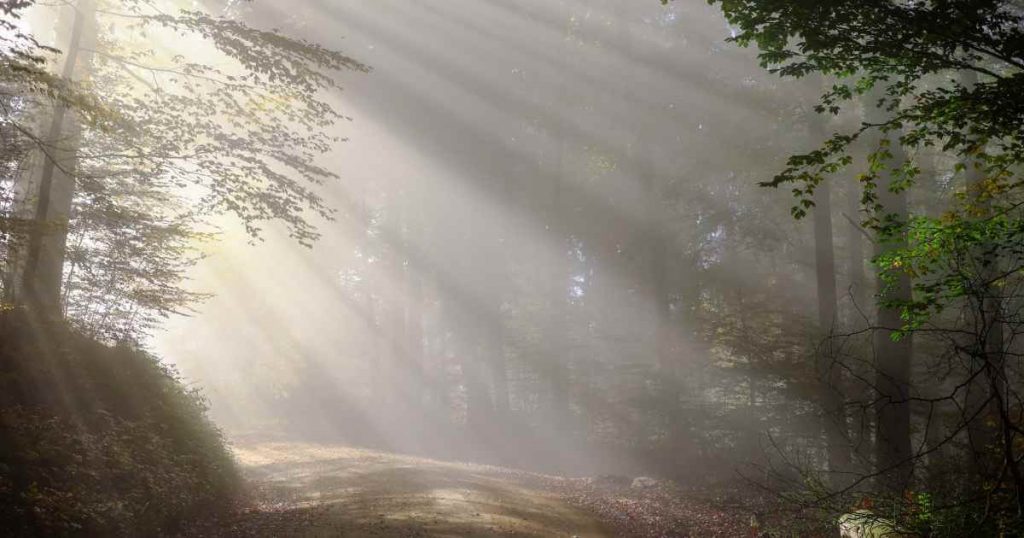 a forest with the mist clearing showing how a car depreciation calculator has been demystified